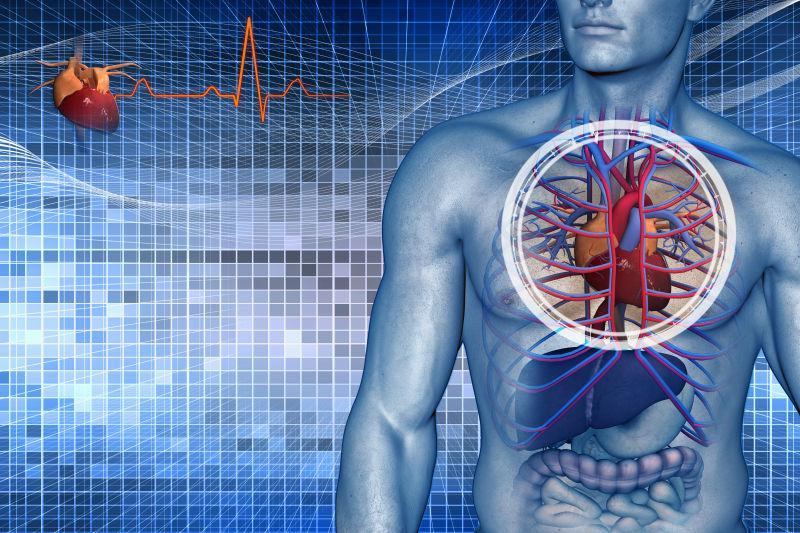 人体解剖视觉的心血管系统