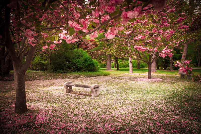 樱花树环绕的宁静的花园和长椅