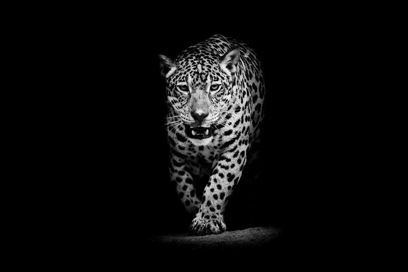 黑暗中的野生猎豹