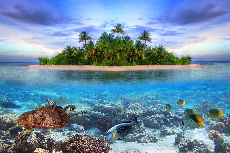 马尔代夫热带岛屿中的海洋生物
