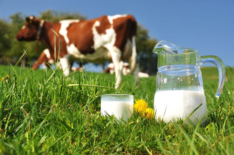草地上的牛奶与奶牛