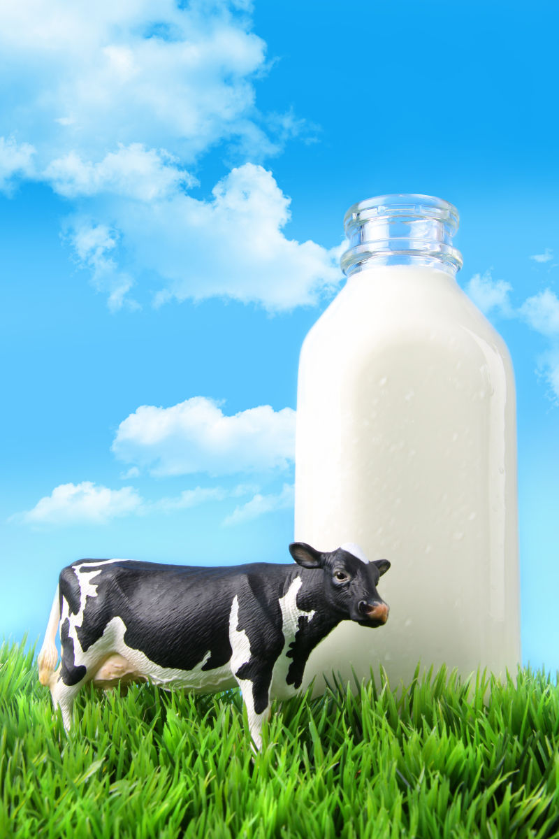 草地上的奶牛与牛奶