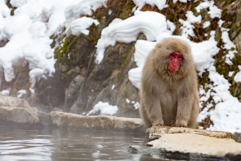 猴子在天然温泉