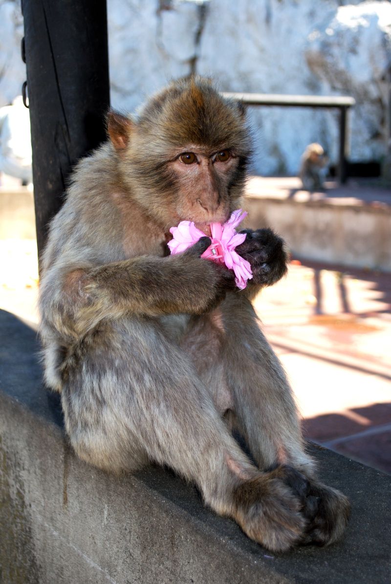 可爱的猴子拿着花朵