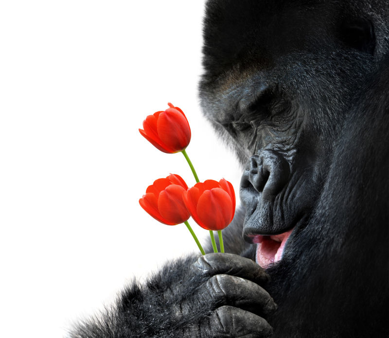 一只饲养红色郁金香的大猩猩