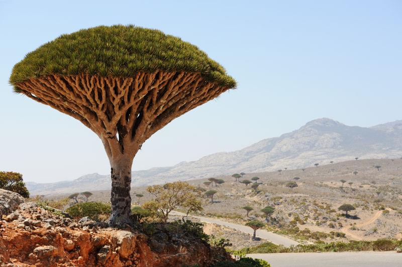 在也门索科特拉岛的龙树