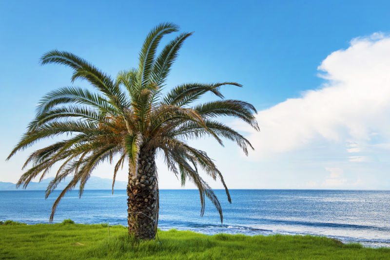 海边巨大棕榈树
