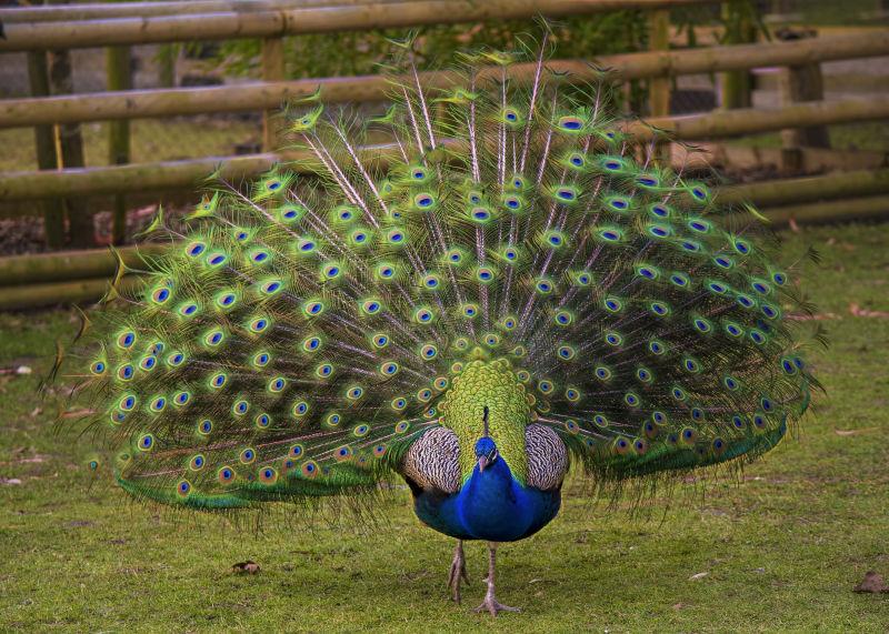 美丽的雄孔雀炫耀五颜六色的羽毛
