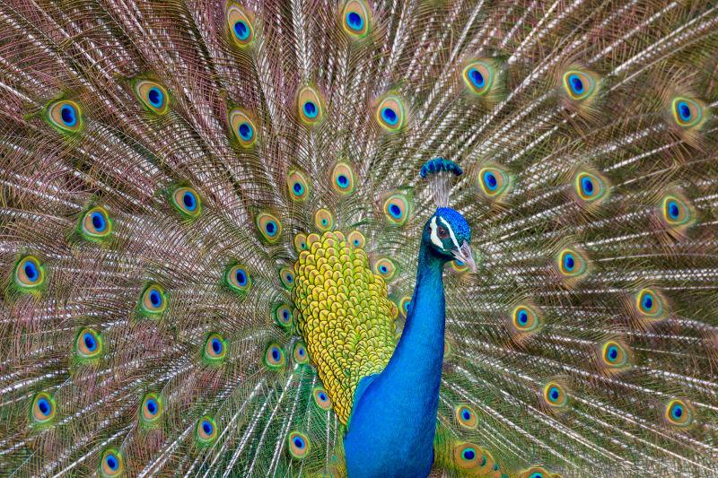 雄性印度孔雀展示美丽的羽毛