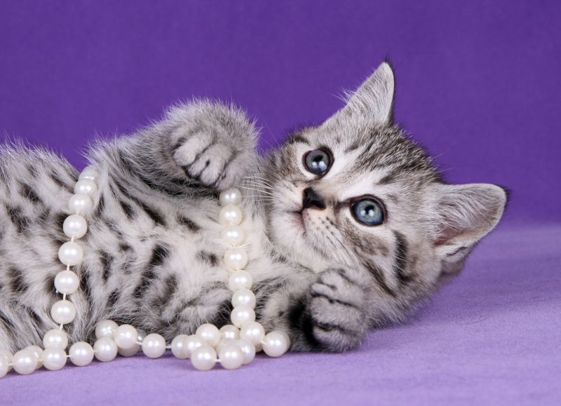 可爱猫咪身上的珍珠项链