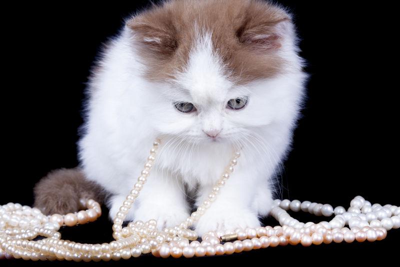 可爱猫咪身下的珍珠项链