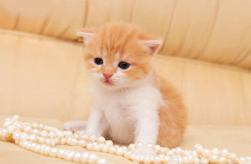 沙发上的小奶猫和珍珠项链