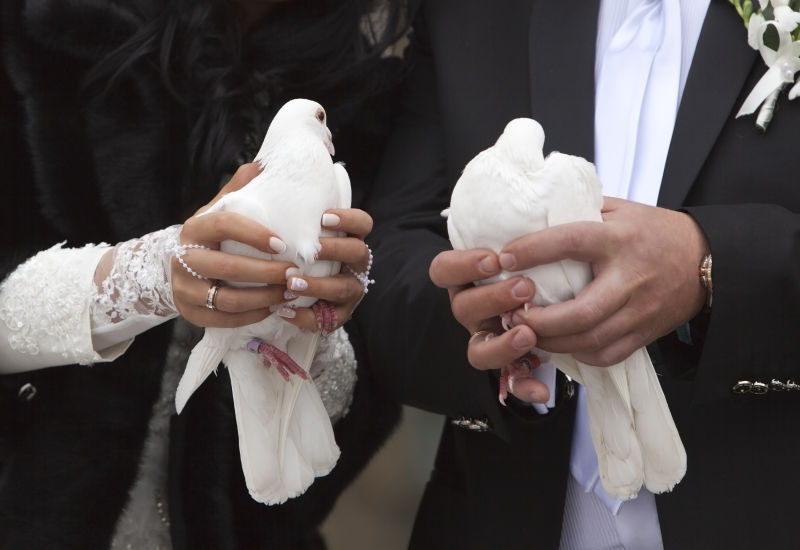 新娘新郎手上的白鸽