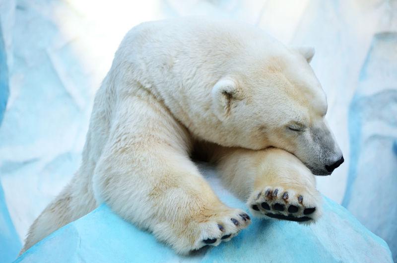沉睡的北极熊