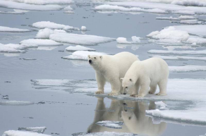 浮冰上的两只北极熊