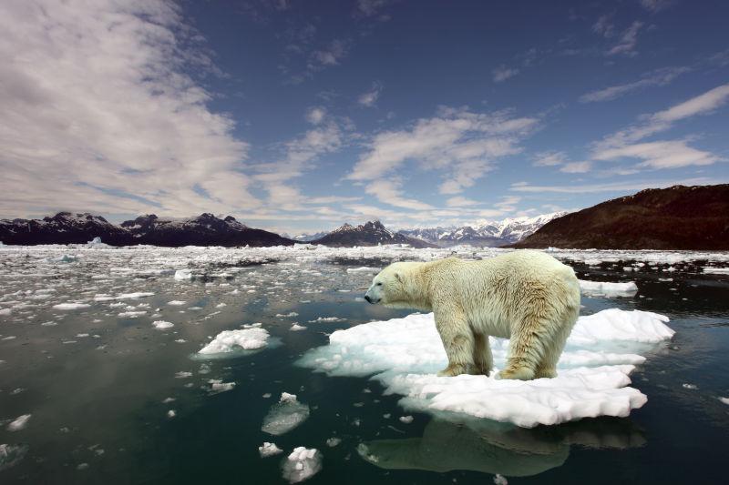 北极熊在浮冰上的