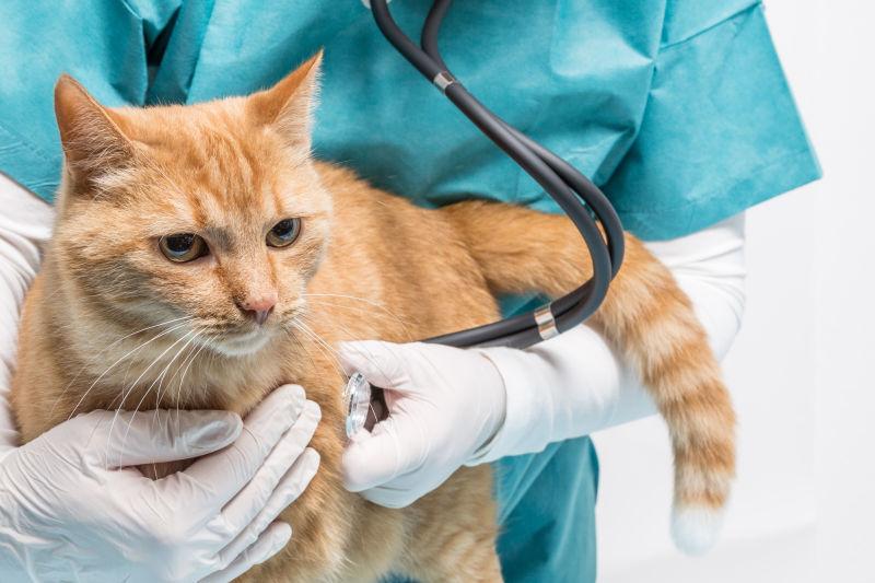 医生在给猫咪检查身体