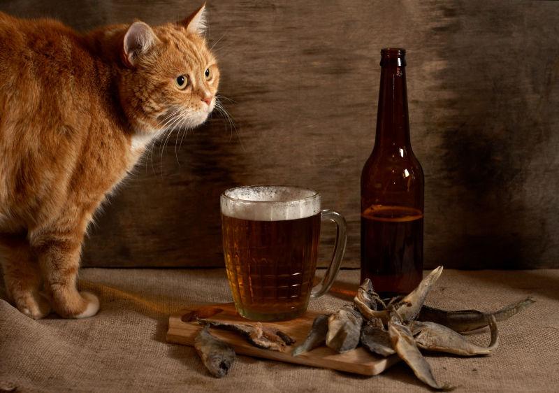 啤酒杯边的猫咪