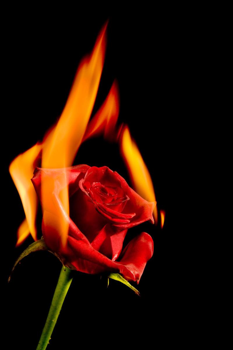 情人节燃烧着的红玫瑰着火了