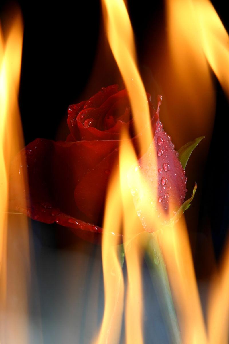 火焰里面的玫瑰