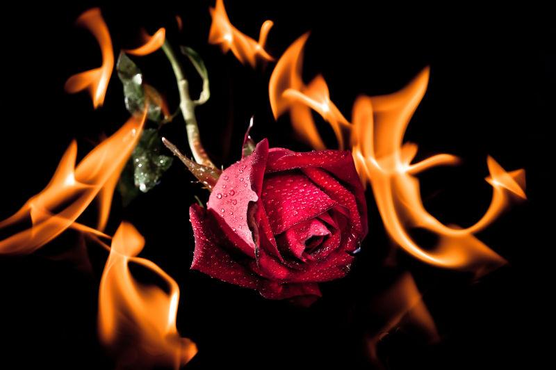 黑色背景下红玫瑰着火了 