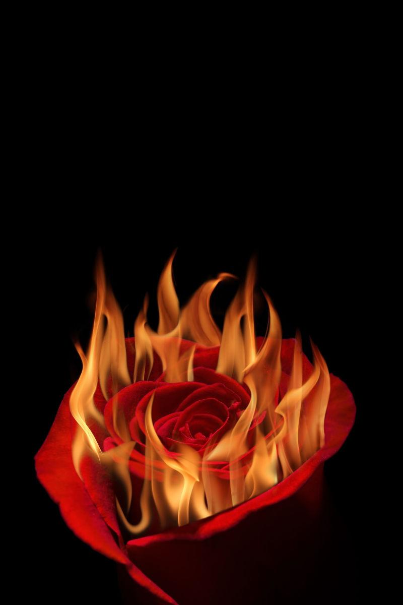 红玫瑰燃烧炽热火焰