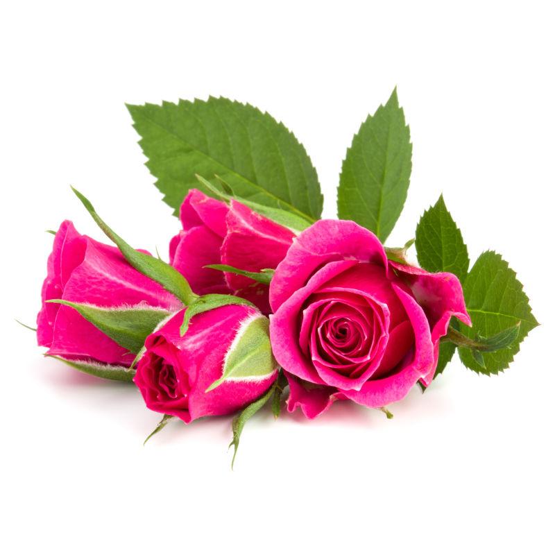 一束美丽的粉色玫瑰