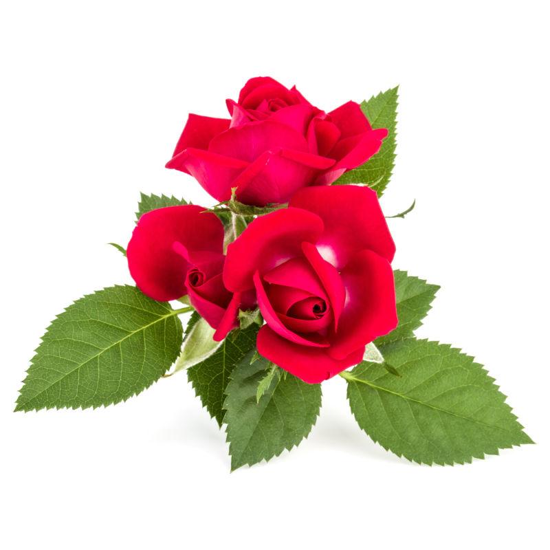 一束美丽的红色玫瑰