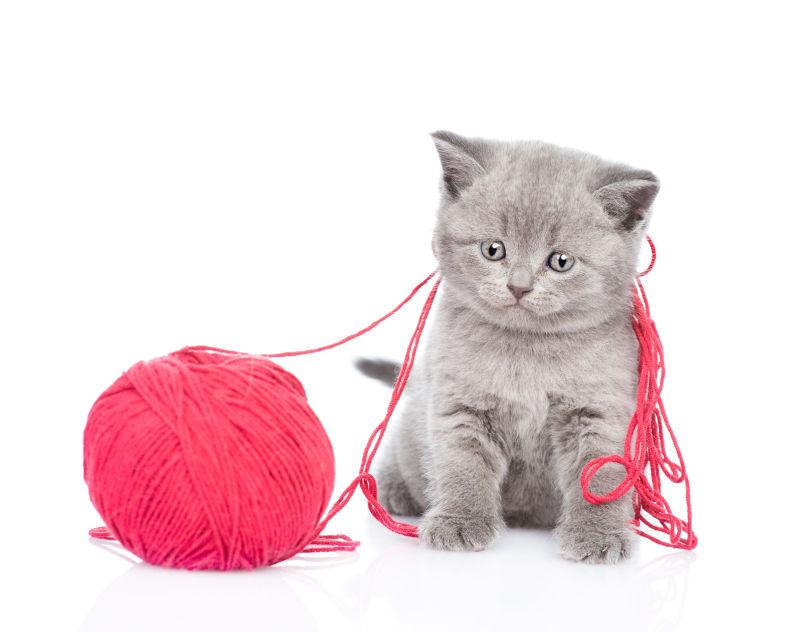 猫在玩一个羊毛球