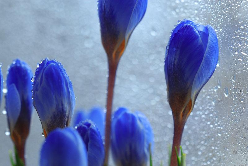 柔嫩的蓝色春花
