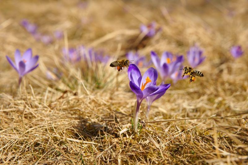 蜜蜂在波兰塔特拉山山区的草甸上飞过番红花