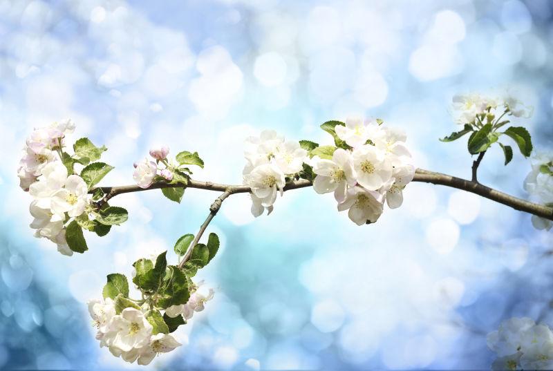 春天的苹果Flowers