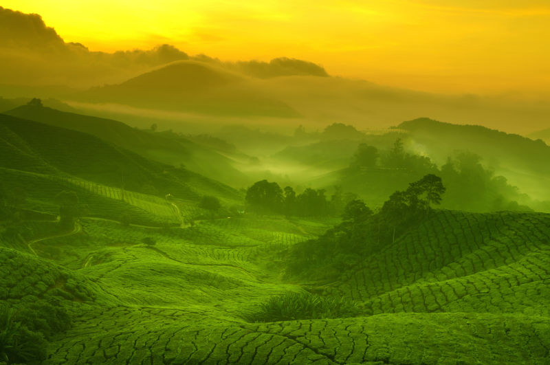 绿色高地上种植的绿茶
