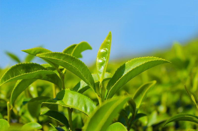 蓝天下的绿色茶叶近处摄影