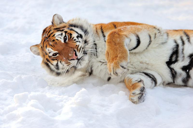 雪上美丽的西伯利亚老虎