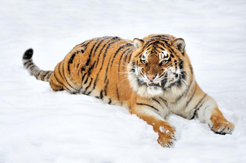 冬虎在雪地里玩耍
