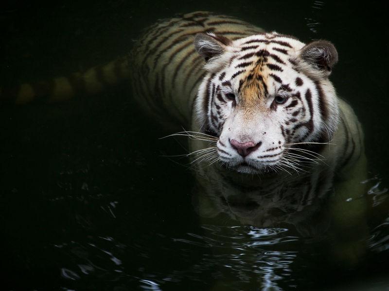 一只白虎在黑暗的水中游泳