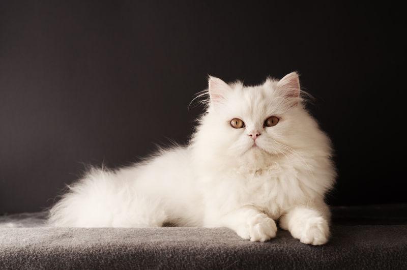 镜头下的白色波斯猫