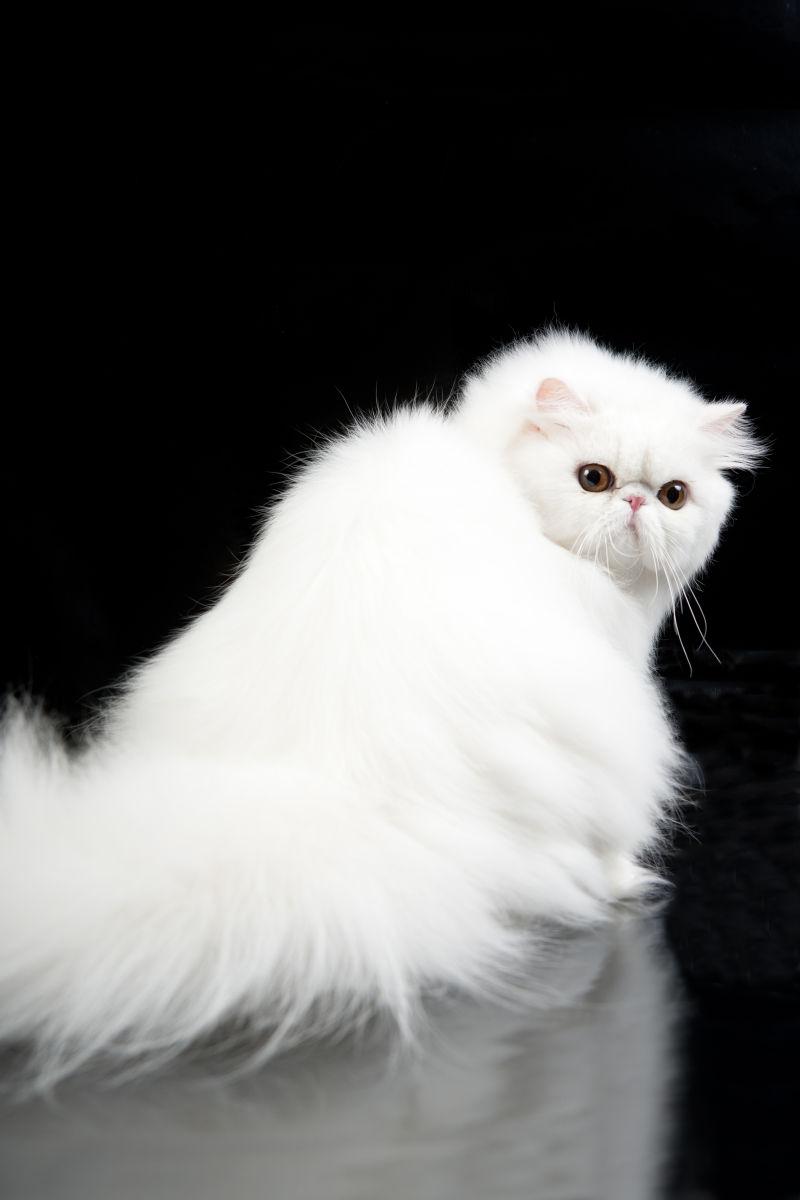 可爱的白色波斯猫