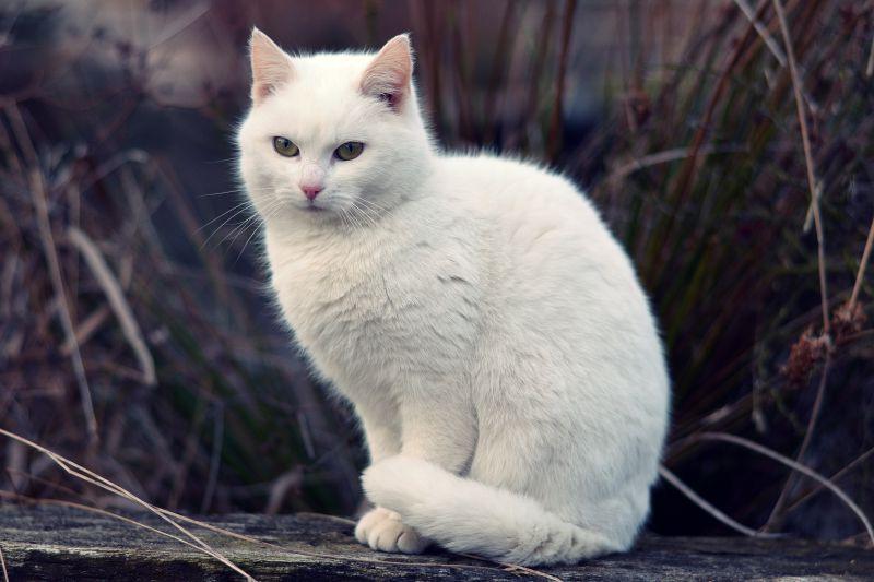 可爱的白色宠物猫