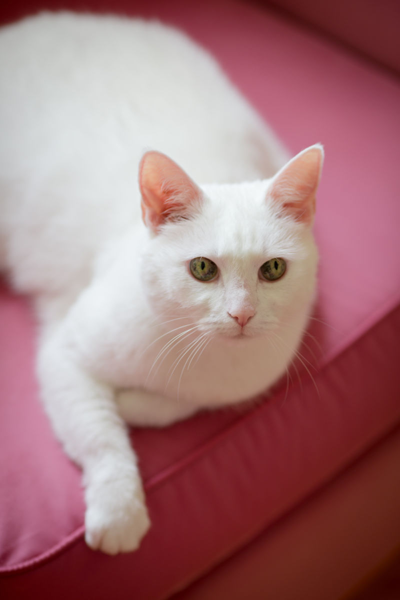 红色沙发上的白色猫咪