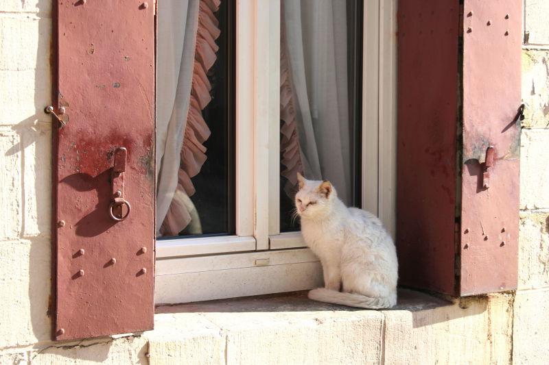 窗户边缘的白色猫咪