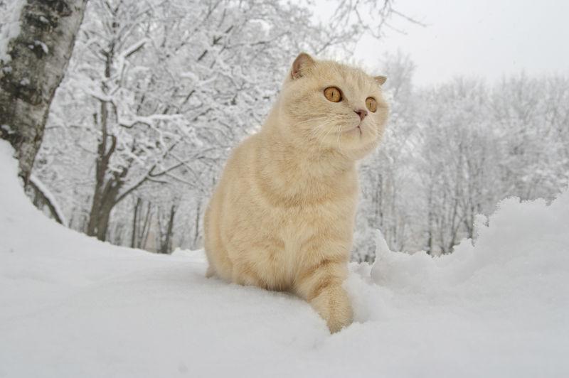 雪地上可爱的猫咪