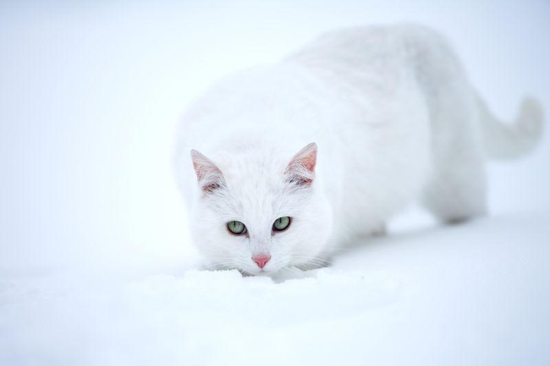趴在雪地上的可爱猫咪