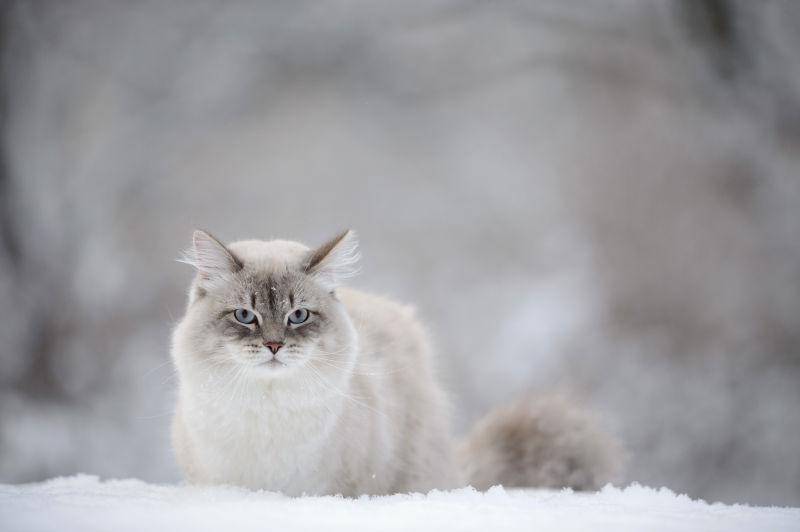 雪地上的西伯利亚猫
