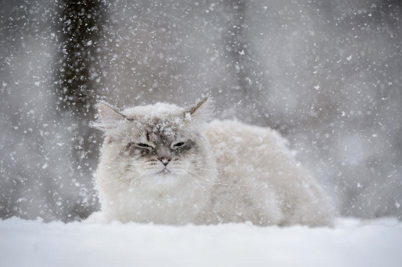 趴在雪地上的西伯利亚猫
