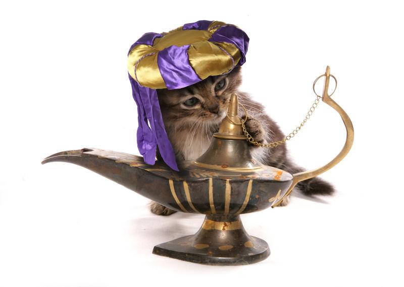 阿拉伯神灯装扮的猫咪