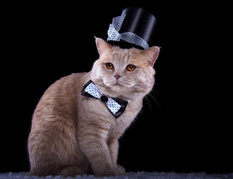 带着绅士帽的猫咪
