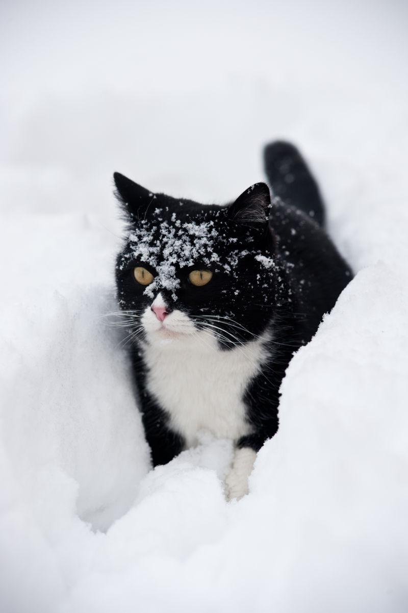 藏在雪地里的猫咪