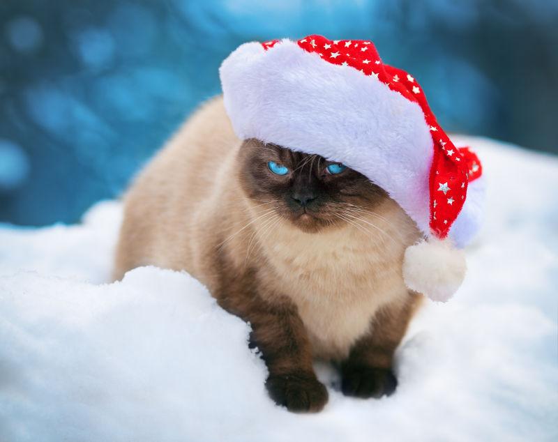 雪地上带着圣诞帽的猫咪